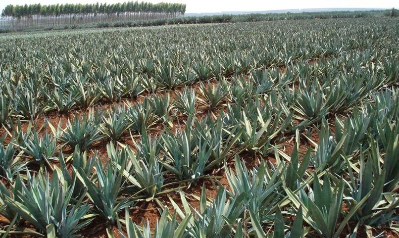 Agave utahensis seeds Utah Agave